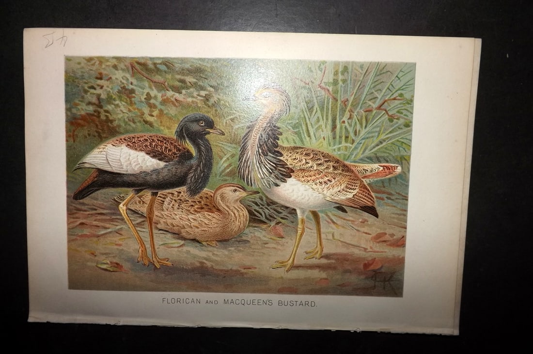 Lydekker, Richard 1896 Bird Print. Florican & Macqueen's Bustard by Keulemans (1 of 1)