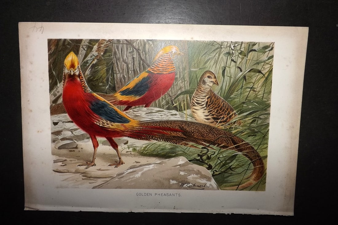 Lydekker, Richard 1896 Bird Print. Golden Pheasants (1 of 1)