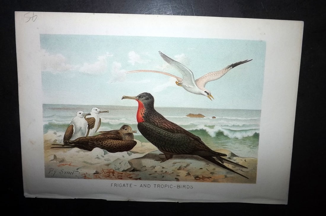 Lydekker, Richard 1896 Bird Print. Frigate and Tropic Birds (1 of 1)