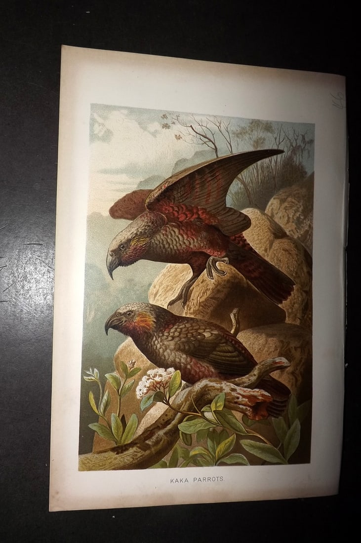 Lydekker, Richard 1896 Bird Print. Kaka Parrots New Zealand: Chromolithograph Published 1894-96, London for "The Royal Natural History" by Richard Lydekker. Illustrated by Smit, Keulemans, Wolf and others. Paper Size: 10 x 6.5 inch (25 x 16.5cm) Good Condition