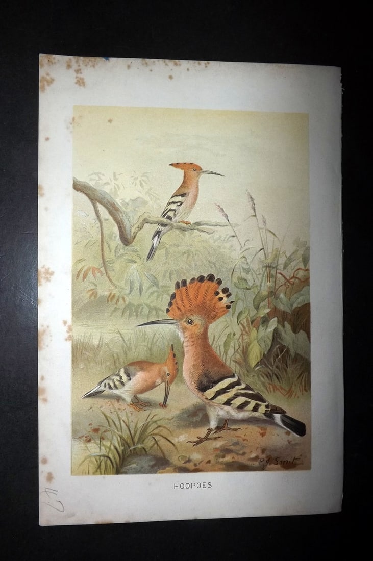 Lydekker, Richard 1896 Bird Print. Hoopoes (1 of 1)