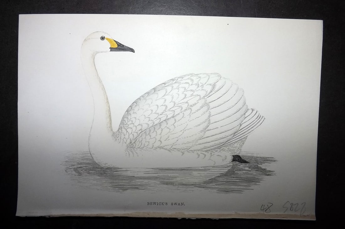 Morris, Francis 1867 Hand Col Bird Print. Bewicks Swan (1 of 1)