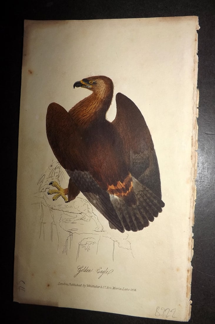 Mudie, Robert 1834 Hand Col Bird Print. Golden Eagle (1 of 1)