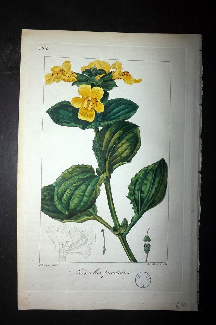 Bessa, Pancrace 1817 Hand Col Botanical. Mimulus Punctatus, Monkey Flower (1 of 1)