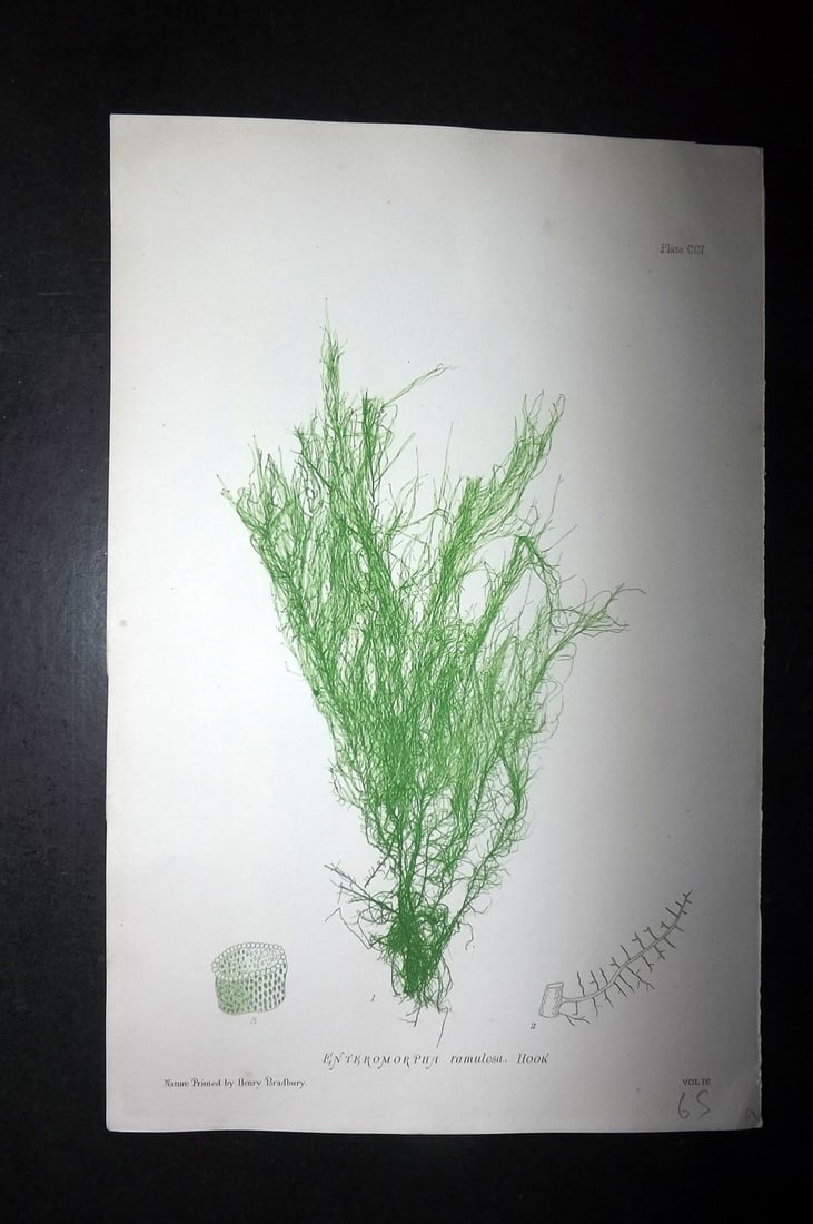 Bradbury, Henry 1859 Nature Printed Seaweed Print. Enteromorpha Ramulosa 201: Nature Printed Electrotype Published 1859 by Henry Bradbury, London for "The Nature-Printed British Sea-Weeds" by William Grosart Johnstone and Alexander Croall. Paper Size: 9.5 x 6 inch (24 x 15cm) G