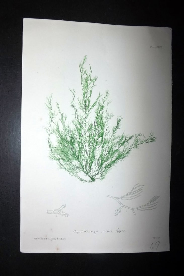Bradbury, Henry 1859 Nature Printed Seaweed Print. Cladophora Gracilis 192: Nature Printed Electrotype Published 1859 by Henry Bradbury, London for "The Nature-Printed British Sea-Weeds" by William Grosart Johnstone and Alexander Croall. Paper Size: 9.5 x 6 inch (24 x 15cm) G