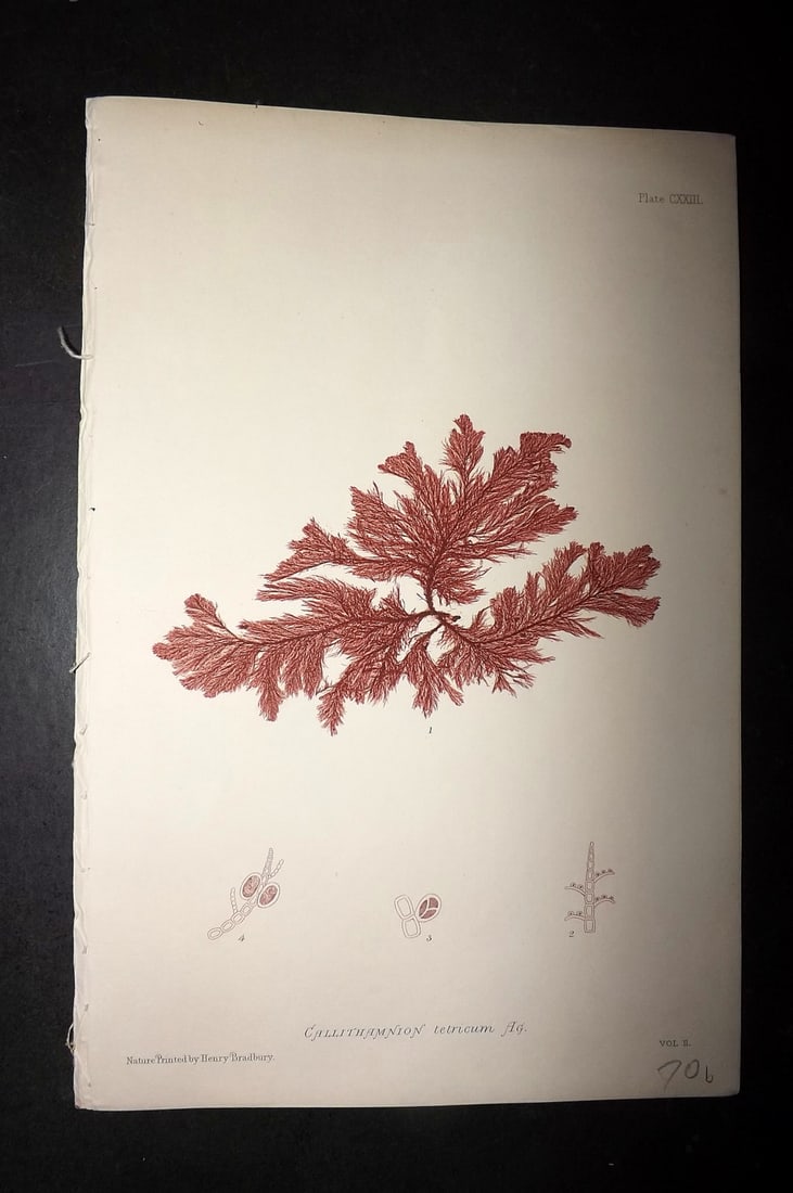 Bradbury, Henry 1859 Nature Printed Seaweed Print. Callithamnion Tetricum 123: Nature Printed Electrotype Published 1859 by Henry Bradbury, London for "The Nature-Printed British Sea-Weeds" by William Grosart Johnstone and Alexander Croall. Paper Size: 9.5 x 6 inch (24 x 15cm) G