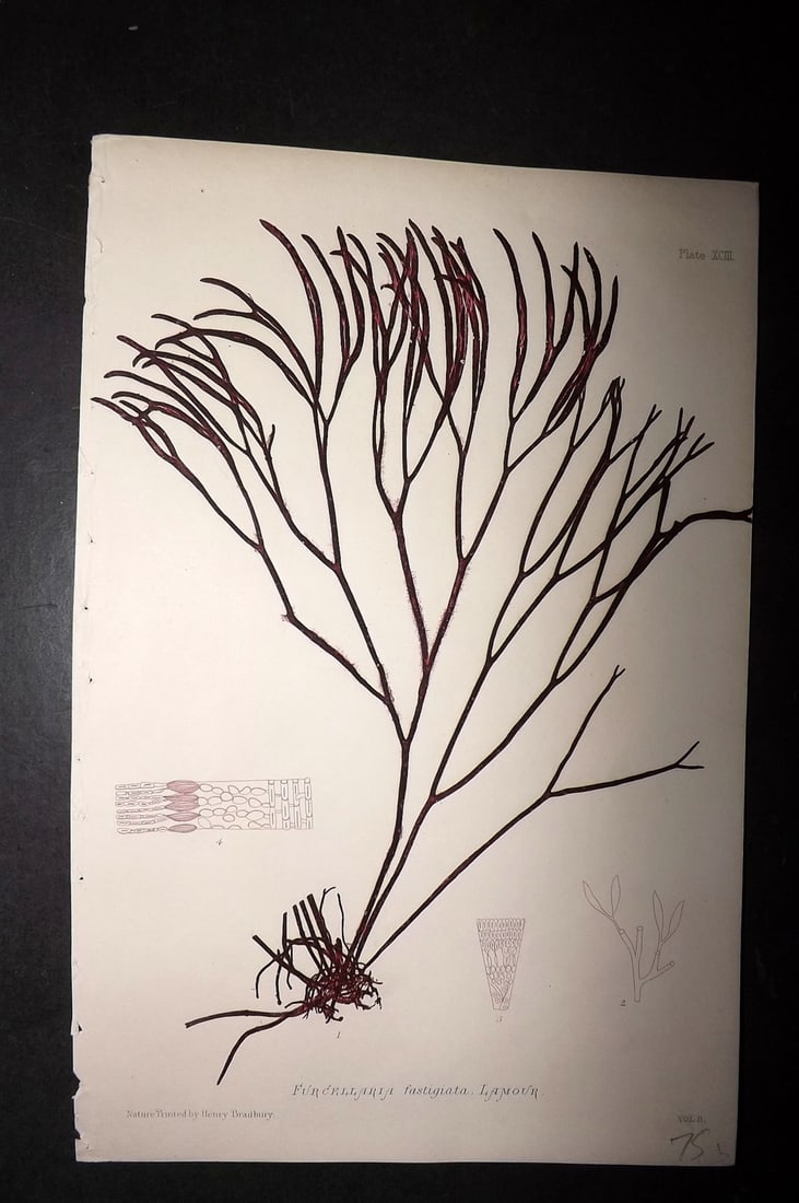 Bradbury, Henry 1859 Nature Printed Seaweed Print. Furcellaria Fastigiata 93: Nature Printed Electrotype Published 1859 by Henry Bradbury, London for "The Nature-Printed British Sea-Weeds" by William Grosart Johnstone and Alexander Croall. Paper Size: 9.5 x 6 inch (24 x 15cm) G