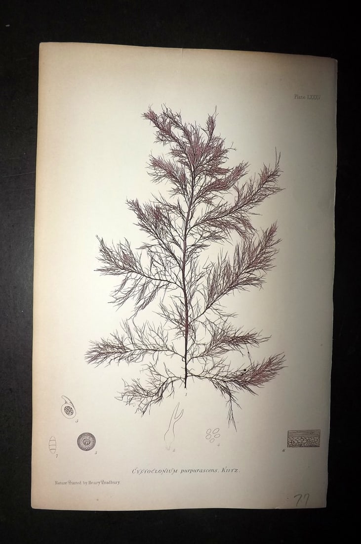 Bradbury, Henry 1859 Nature Printed Seaweed Print. Cystoclonium Purpurascens 85: Nature Printed Electrotype Published 1859 by Henry Bradbury, London for "The Nature-Printed British Sea-Weeds" by William Grosart Johnstone and Alexander Croall. Paper Size: 9.5 x 6 inch (24 x 15cm) G