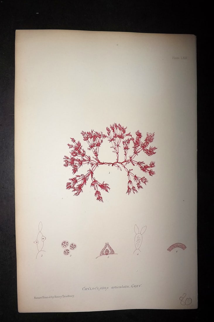 Bradbury, Henry 1859 Nature Printed Seaweed Print. Chylocladia Articulata 75: Nature Printed Electrotype Published 1859 by Henry Bradbury, London for "The Nature-Printed British Sea-Weeds" by William Grosart Johnstone and Alexander Croall. Paper Size: 9.5 x 6 inch (24 x 15cm) G