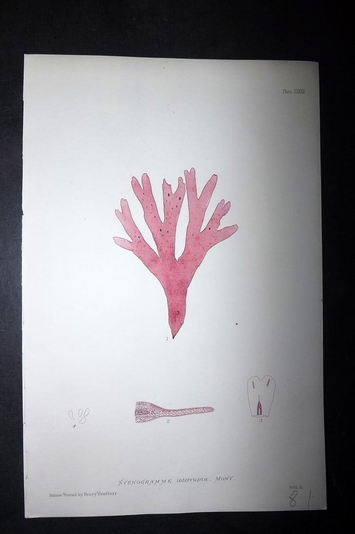 Bradbury, Henry 1859 Nature Printed Seaweed Print. Stenogramme Interrupta 73: Nature Printed Electrotype Published 1859 by Henry Bradbury, London for "The Nature-Printed British Sea-Weeds" by William Grosart Johnstone and Alexander Croall. Paper Size: 9.5 x 6 inch (24 x 15cm) G