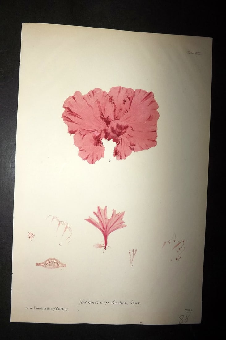 Bradbury, Henry 1859 Nature Printed Seaweed Print. Nitophyllum Gmelini 47: Nature Printed Electrotype Published 1859 by Henry Bradbury, London for "The Nature-Printed British Sea-Weeds" by William Grosart Johnstone and Alexander Croall. Paper Size: 9.5 x 6 inch (24 x 15cm) G