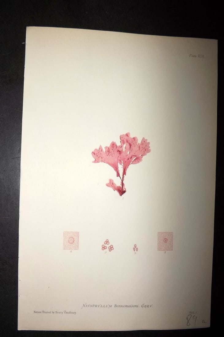 Bradbury, Henry 1859 Nature Printed Seaweed Print. Nitophyllum Bonnemaisoni 46: Nature Printed Electrotype Published 1859 by Henry Bradbury, London for "The Nature-Printed British Sea-Weeds" by William Grosart Johnstone and Alexander Croall. Paper Size: 9.5 x 6 inch (24 x 15cm) G