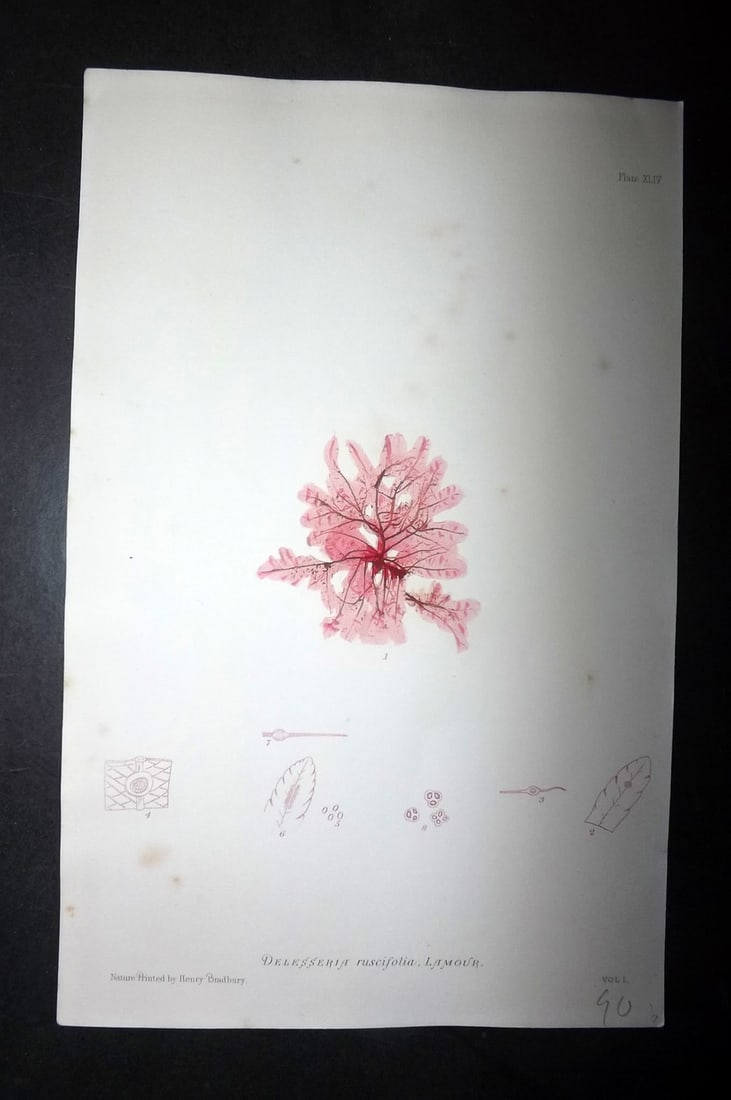 Bradbury, Henry 1859 Nature Printed Seaweed Print. Delesseria Ruscifolia 44: Nature Printed Electrotype Published 1859 by Henry Bradbury, London for "The Nature-Printed British Sea-Weeds" by William Grosart Johnstone and Alexander Croall. Paper Size: 9.5 x 6 inch (24 x 15cm) G