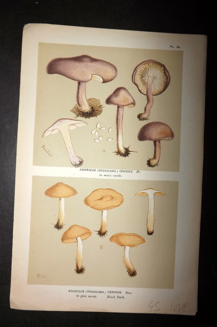 Cooke, Mordecai 1881 Antique Mushroom Print. Agaricus Ionides & Cerinus 95: Chromolithograph Published 1881-1891, London for "Illustrations to British Fungi" by Mordecai Cubitt Cooke. Paper Size: 9 x 6 inch (23 x 15cm) Good Condition