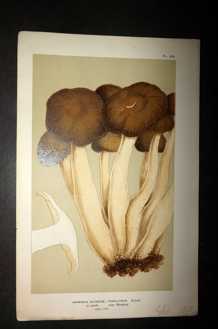 Cooke, Mordecai 1881 Antique Mushroom Print. Agaricus Tumulosus 105: Chromolithograph Published 1881-1891, London for "Illustrations to British Fungi" by Mordecai Cubitt Cooke. Paper Size: 9 x 6 inch (23 x 15cm) Good Condition