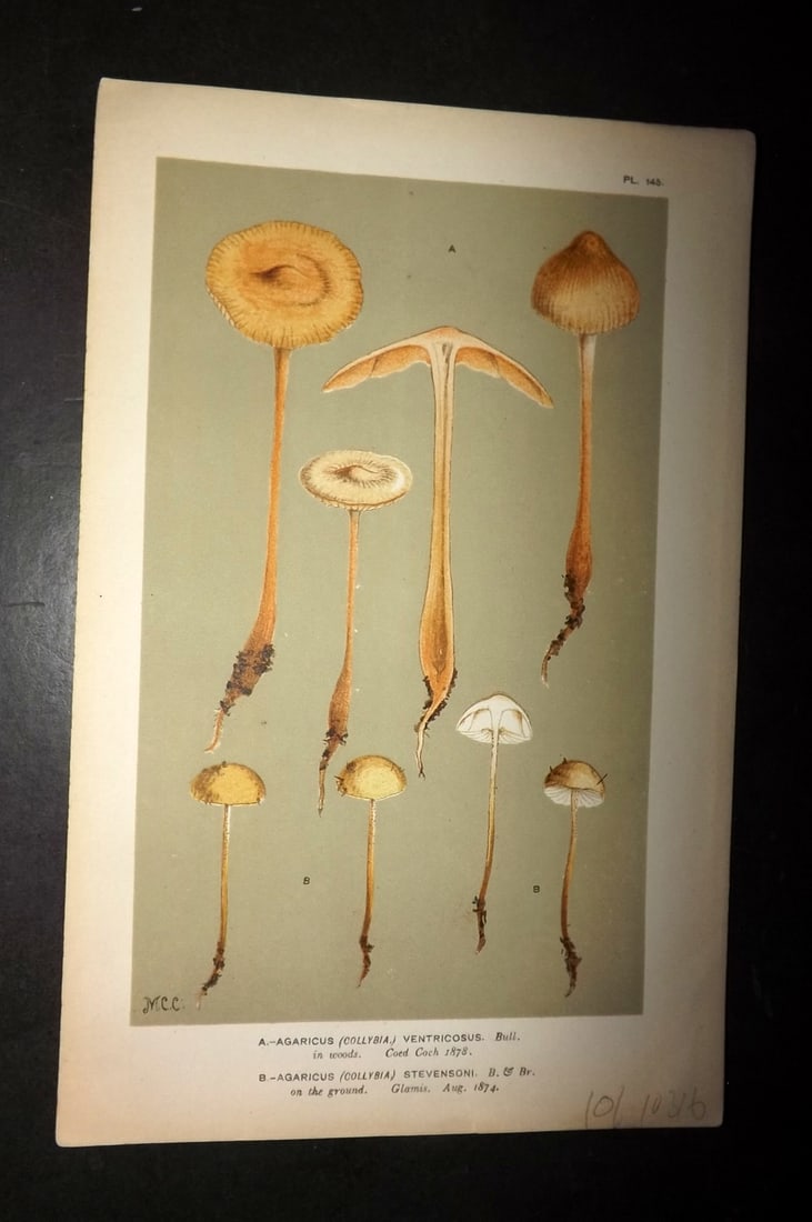 Cooke, Mordecai 1881 Antique Mushroom Print. Agaricus Ventricosus, Stevensoni 145: Chromolithograph Published 1881-1891, London for "Illustrations to British Fungi" by Mordecai Cubitt Cooke. Paper Size: 9 x 6 inch (23 x 15cm) Good Condition