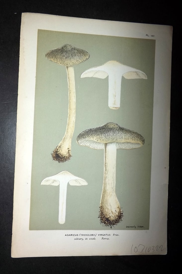 Cooke, Mordecai 1881 Antique Mushroom Print. Agaricus Virgatus 167: Chromolithograph Published 1881-1891, London for "Illustrations to British Fungi" by Mordecai Cubitt Cooke. Paper Size: 9 x 6 inch (23 x 15cm) Good Condition