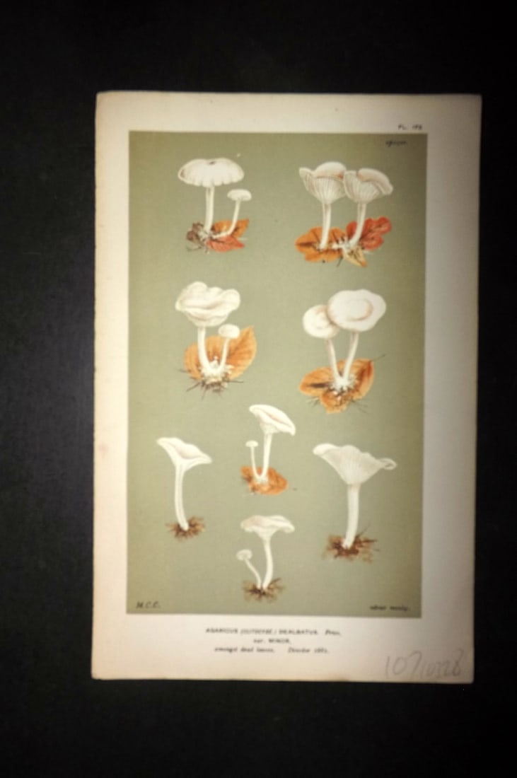 Cooke, Mordecai 1881 Antique Mushroom Print. Agaricus Dealbatus 173: Chromolithograph Published 1881-1891, London for "Illustrations to British Fungi" by Mordecai Cubitt Cooke. Paper Size: 9 x 6 inch (23 x 15cm) Good Condition