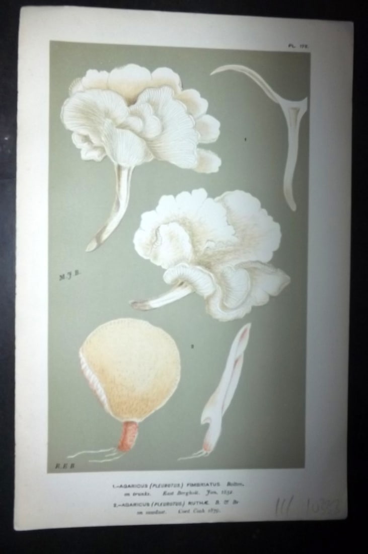 Cooke, Mordecai 1881 Antique Mushroom Print. Agaricus Fimbriatus, Ruthae 178: Chromolithograph Published 1881-1891, London for "Illustrations to British Fungi" by Mordecai Cubitt Cooke. Paper Size: 9 x 6 inch (23 x 15cm) Good Condition