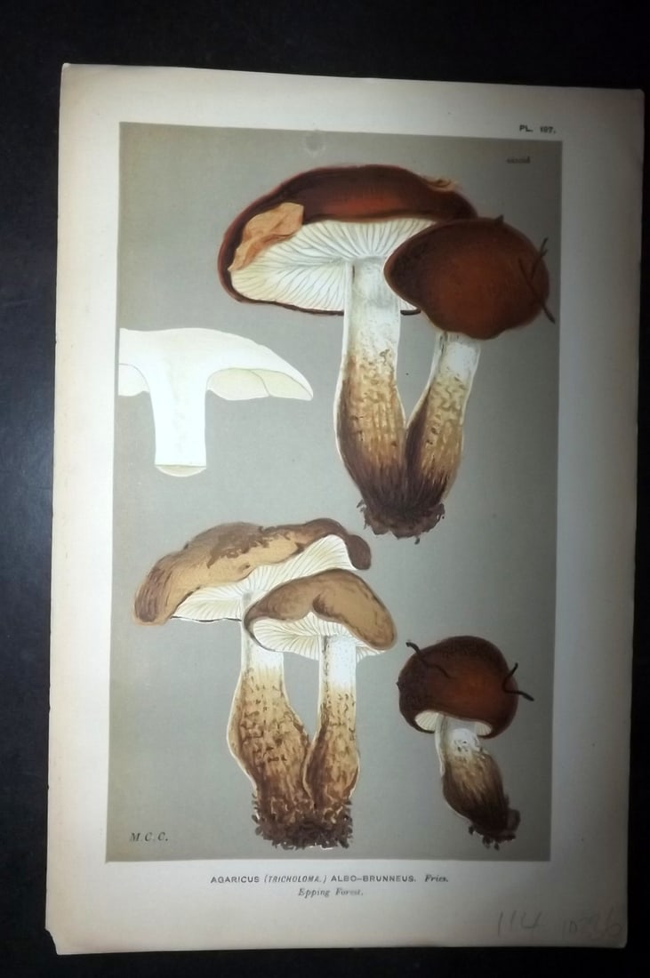 Cooke, Mordecai 1881 Antique Mushroom Print. Agaricus Albo-Brunneus 197: Chromolithograph Published 1881-1891, London for "Illustrations to British Fungi" by Mordecai Cubitt Cooke. Paper Size: 9 x 6 inch (23 x 15cm) Good Condition