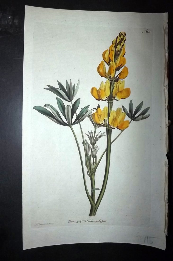Curtis, William 1790 HCol Botanical. Yellow Lupine 140 (1 of 1)