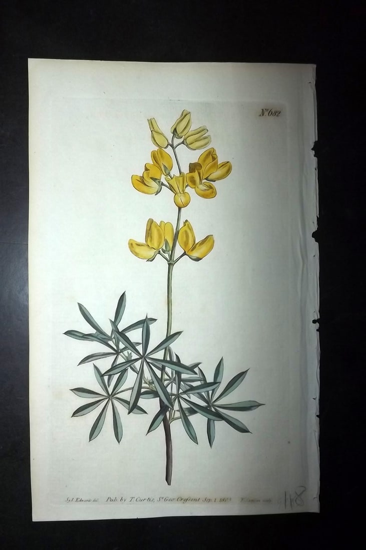 Curtis, William 1803 HCol Botanical. Tree Lupin 682 (1 of 1)