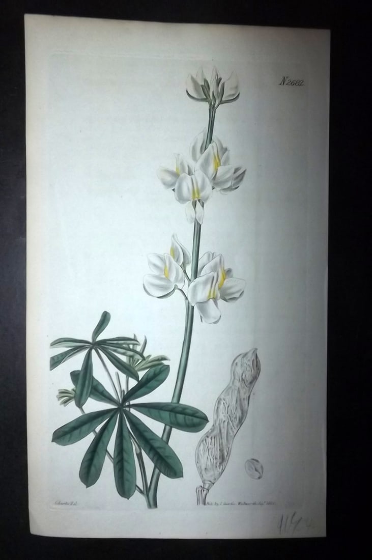 Curtis, William 1826 HCol Botanical. Changeable-Flowered Lupin 2682 (1 of 1)