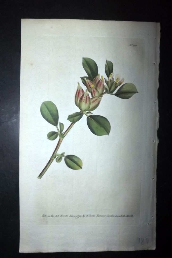 Curtis, William 1790 HCol Botanical. Four Leav'd Ladies Finger 108 (1 of 1)