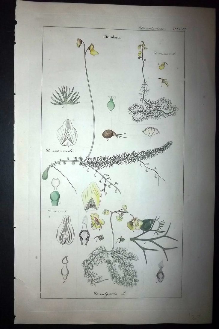 Dietrich, David C1840 Folio Hand Col Botanical Print. Ultricularia 526 (1 of 2)