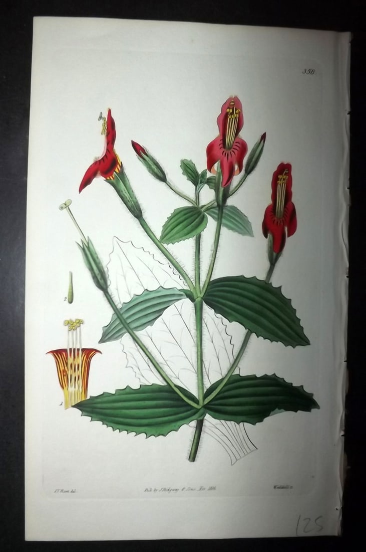 Edwards, Sydenham 1830's HCol Botanical Print. Scarlet Monkey Flower 358 (1 of 1)
