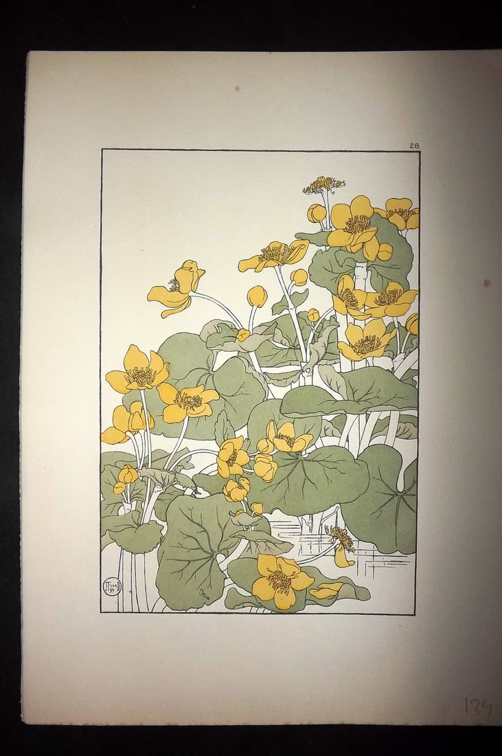 Foord, Jeannie 1901 Folio Art Nouveau Pochoir. Marsh Marigold 28: Folio Pochoir Lithograph Published 1901, London for "Decorative Flower Studies" by Jeannie Foord. Scarce. With accompanying descriptive text. Paper Size: 15 x 10.5 inch (38 x 27cm) Good Condition