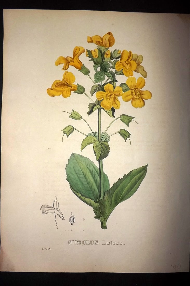Geel, Pierre Corneille van 1832 Folio HC Botanical. Mimulus Luteus, Monkey Flower: Folio Hand Colored Lithograph Published 1828-32, Brussels for "Sertum Botanicum. Collection des plants remarquables?" by Pierre Corneille van Geel. Paper Size: 14 x 10 inch (36 x 26cm) Good Condition