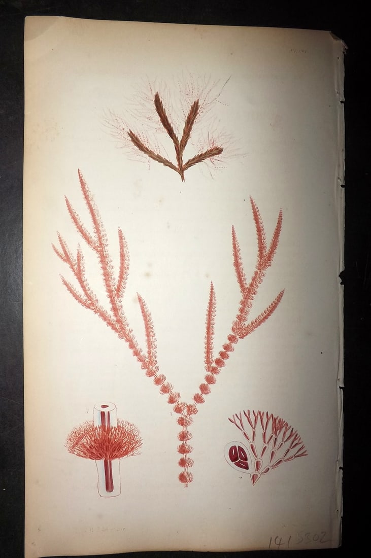 Harvey, William 1846 Hand Col Seaweed Print. Crouania Attenuata 106: Lithograph Published 1846-51, London for "Phycologia Britannica: or a History of British Sea-Weeds" First Edition by William Henry Harvey. Fine hand colour as issued. With accompanying desriptive text