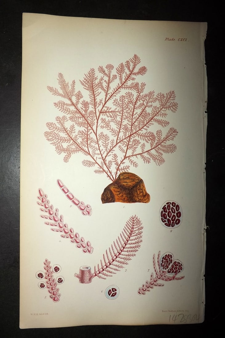 Harvey, William 1846 Hand Col Seaweed Print. Ptilota Sericea 191: Lithograph Published 1846-51, London for "Phycologia Britannica: or a History of British Sea-Weeds" First Edition by William Henry Harvey. Fine hand colour as issued. With accompanying desriptive text
