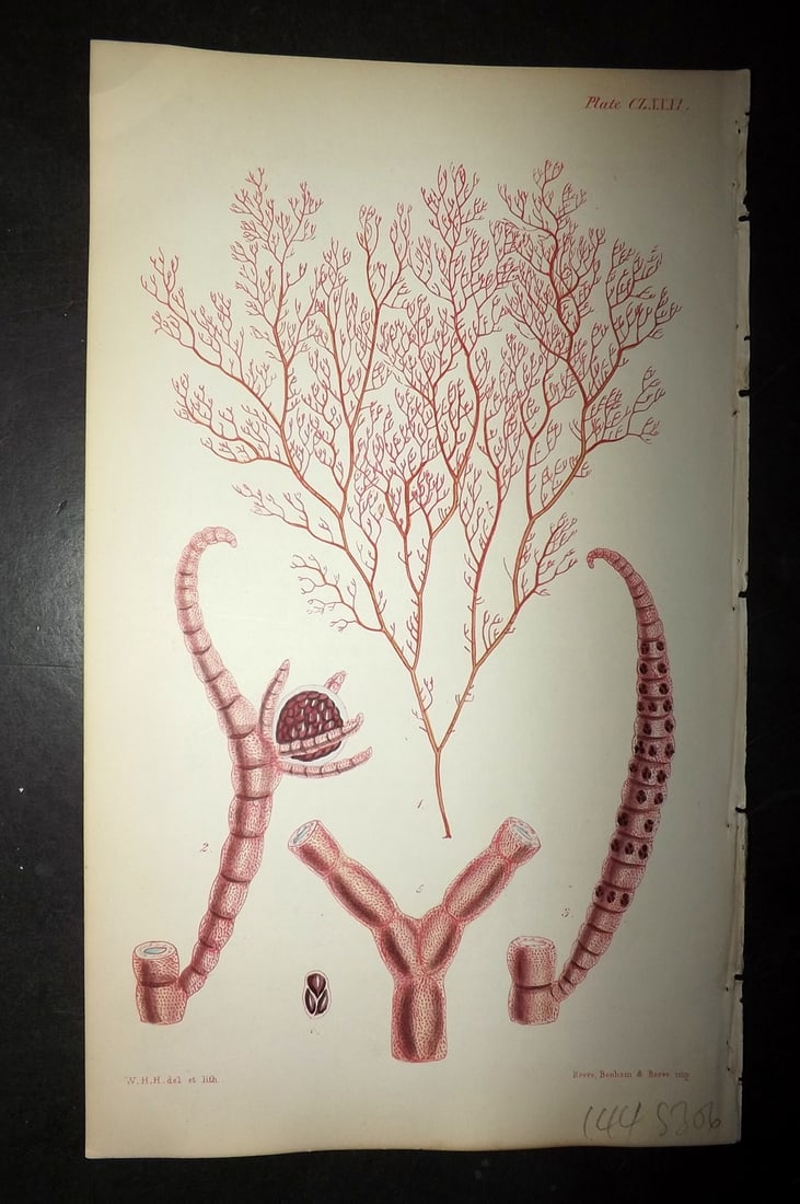 Harvey, William 1846 Hand Col Seaweed Print. Ceramium Rubrum 181: Lithograph Published 1846-51, London for "Phycologia Britannica: or a History of British Sea-Weeds" First Edition by William Henry Harvey. Fine hand colour as issued. With accompanying desriptive text