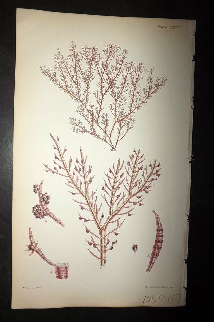 Harvey, William 1846 Hand Col Seaweed Print. Ceramium Botryocarpum 215: Lithograph Published 1846-51, London for "Phycologia Britannica: or a History of British Sea-Weeds" First Edition by William Henry Harvey. Fine hand colour as issued. With accompanying desriptive text