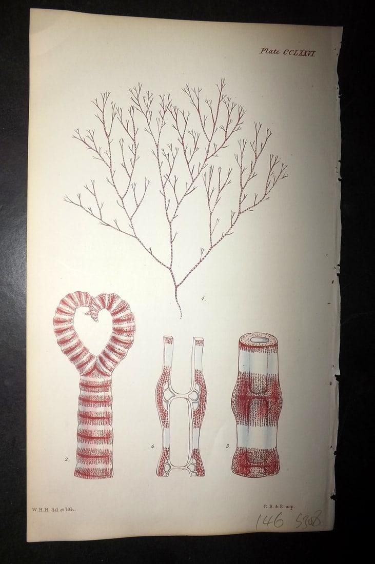 Harvey, William 1846 Hand Col Seaweed Print. Ceramium Decurrens 276: Lithograph Published 1846-51, London for "Phycologia Britannica: or a History of British Sea-Weeds" First Edition by William Henry Harvey. Fine hand colour as issued. With accompanying desriptive text