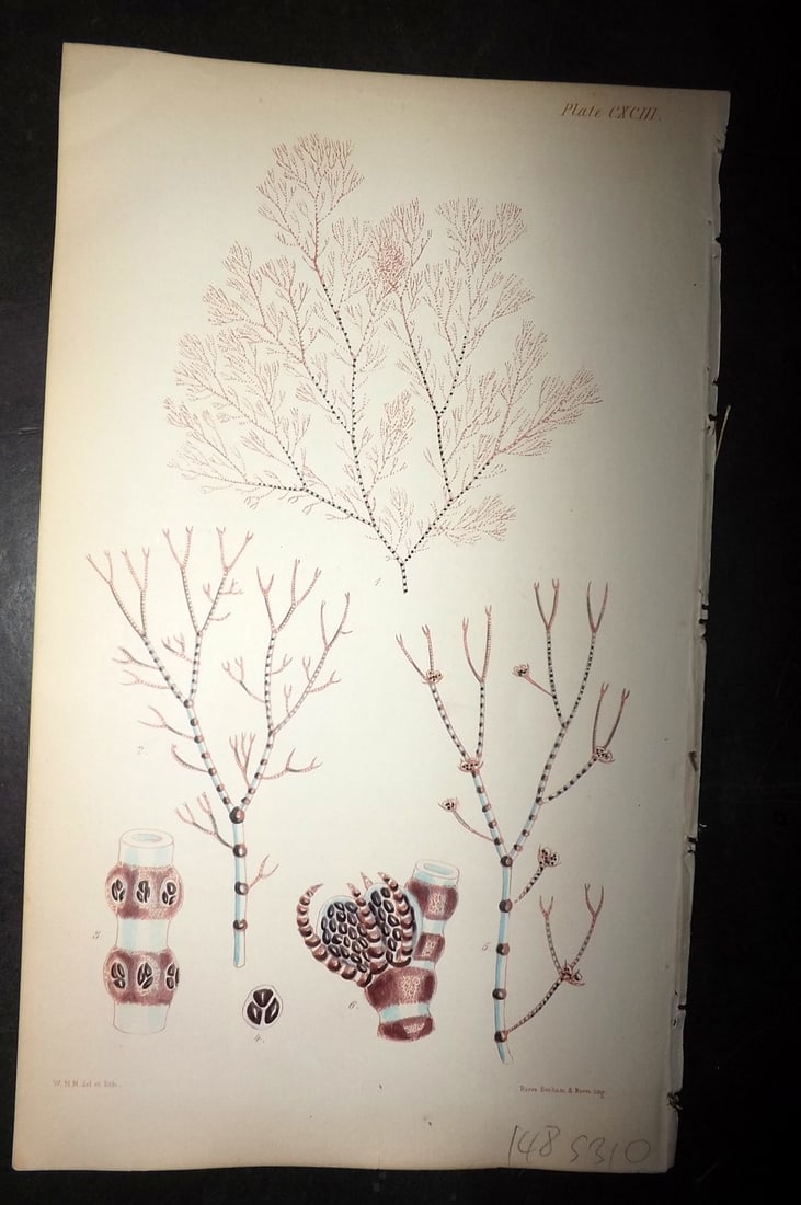Harvey, William 1846 Hand Col Seaweed Print. Ceramium Diaphanum 193: Lithograph Published 1846-51, London for "Phycologia Britannica: or a History of British Sea-Weeds" First Edition by William Henry Harvey. Fine hand colour as issued. With accompanying desriptive text