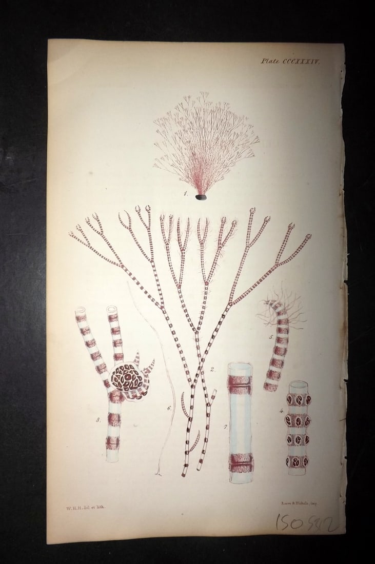 Harvey, William 1846 Hand Col Seaweed Print. Ceramium Strictum 334: Lithograph Published 1846-51, London for "Phycologia Britannica: or a History of British Sea-Weeds" First Edition by William Henry Harvey. Fine hand colour as issued. With accompanying desriptive text