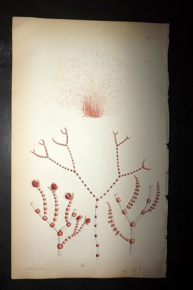 Harvey, William 1846 Hand Col Seaweed Print. Ceramium Nodosum 90: Lithograph Published 1846-51, London for "Phycologia Britannica: or a History of British Sea-Weeds" First Edition by William Henry Harvey. Fine hand colour as issued. With accompanying desriptive text