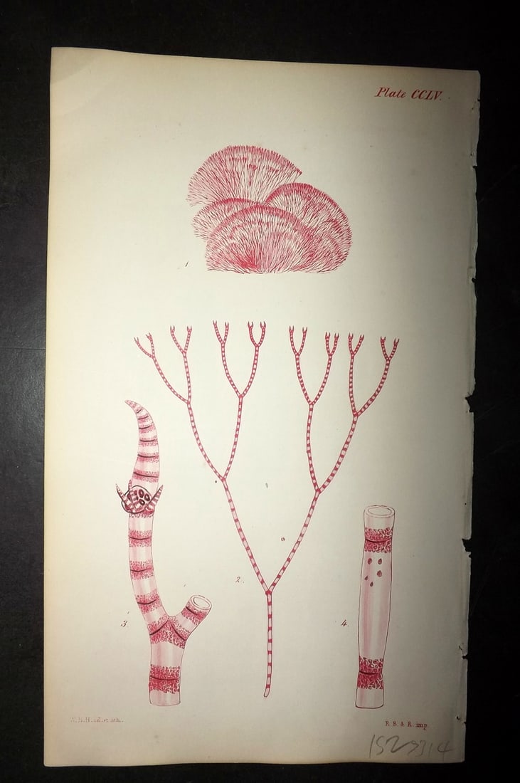Harvey, William 1846 Hand Col Seaweed Print. Ceramium Fastigiatum 255: Lithograph Published 1846-51, London for "Phycologia Britannica: or a History of British Sea-Weeds" First Edition by William Henry Harvey. Fine hand colour as issued. With accompanying desriptive text
