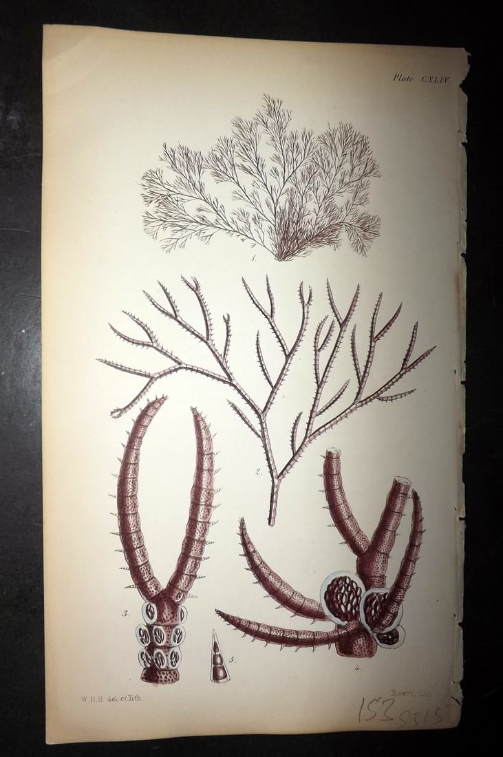 Harvey, William 1846 Hand Col Seaweed Print. Ceramium Flabelligerum 255: Lithograph Published 1846-51, London for "Phycologia Britannica: or a History of British Sea-Weeds" First Edition by William Henry Harvey. Fine hand colour as issued. With accompanying desriptive text