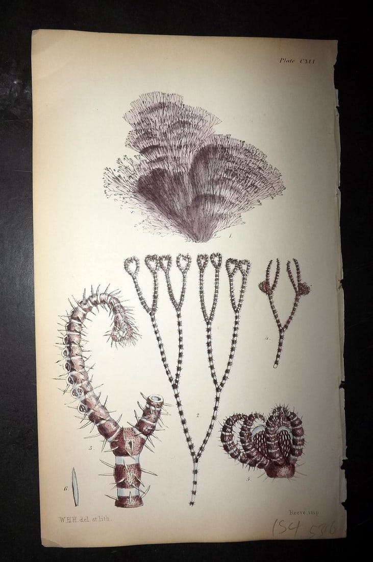 Harvey, William 1846 Hand Col Seaweed Print. Ceranium Echionotum 141: Lithograph Published 1846-51, London for "Phycologia Britannica: or a History of British Sea-Weeds" First Edition by William Henry Harvey. Fine hand colour as issued. With accompanying desriptive text