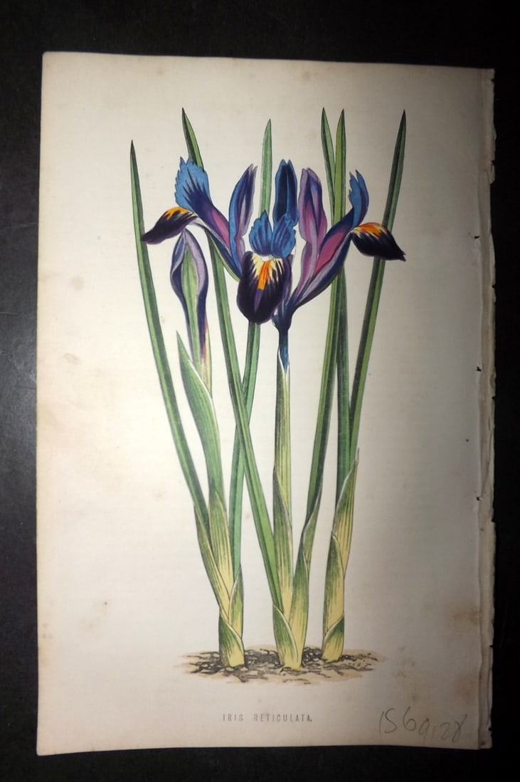 Hibberd, Shirley 187 Botanical Print. Iris Reticulata: Colour Printed Woodblocks Published 1858-80, London for "The Floral World" by Shirley Hibberd. Some plates with additional hand colour. Paper Size: 8 x 5 inch (21 x 13cm) Minor background toning, othe