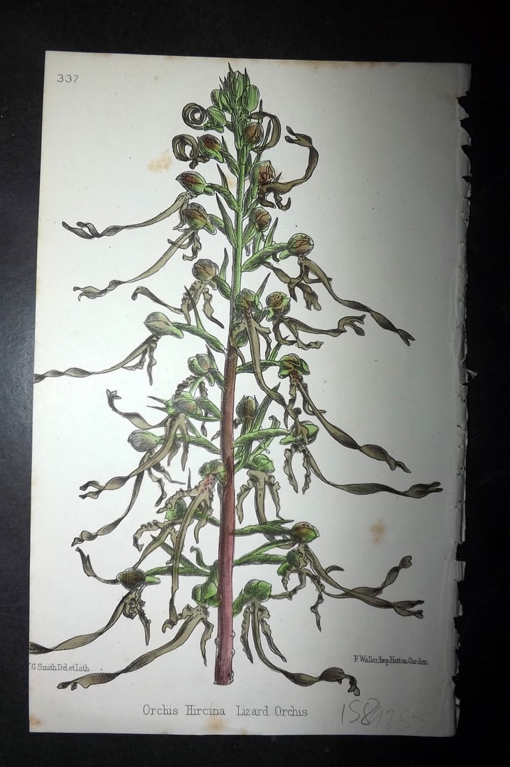 Hogg & Johnson C1870 Hand Col Botanical Print. Lizard Orchis Orchid: Hand Coloured Lithographs Published 1863-1880, London for "The Wild Flowers of Great Britain" by Robert Hogg & George W. Johnson. Paper Size: 9 x 5.5 inch (23 x 14cm) Very minor background toning. Goo