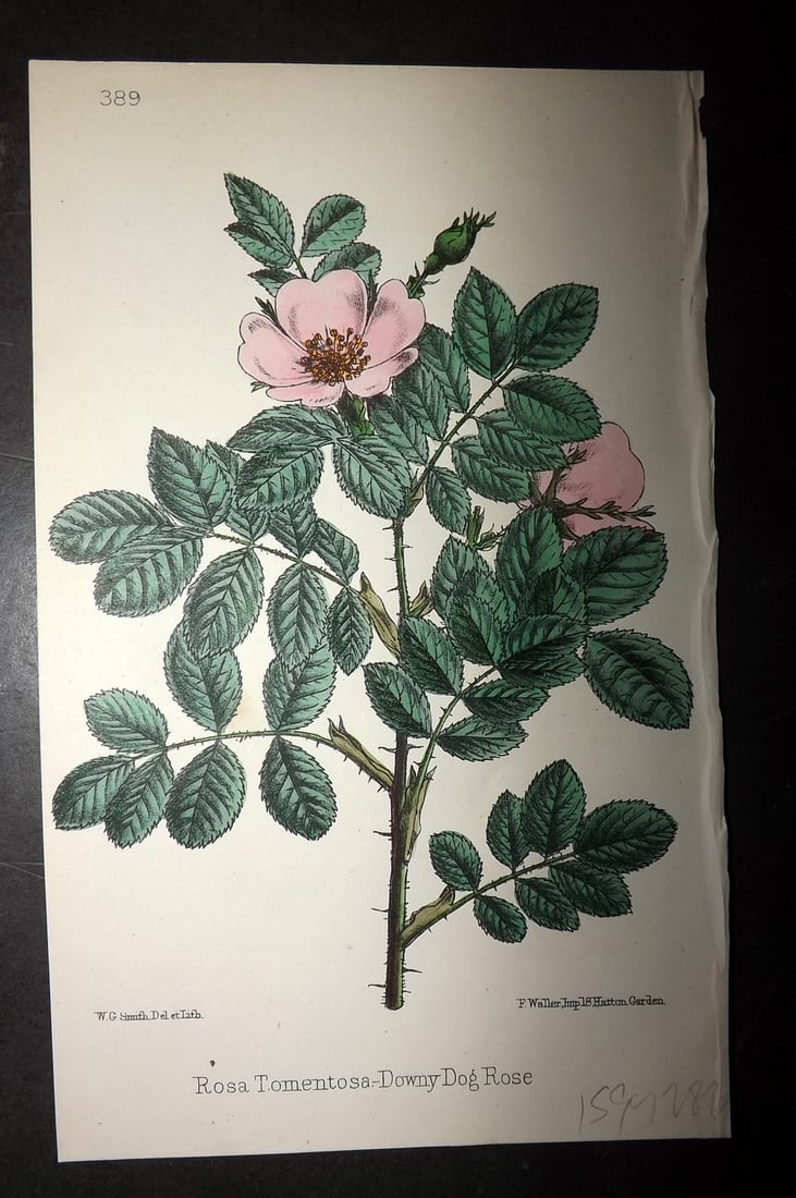 Hogg & Johnson C1870 Hand Col Botanical Print. Downy Dog Rose: Hand Coloured Lithographs Published 1863-1880, London for "The Wild Flowers of Great Britain" by Robert Hogg & George W. Johnson. Paper Size: 9 x 5.5 inch (23 x 14cm) Good Condition