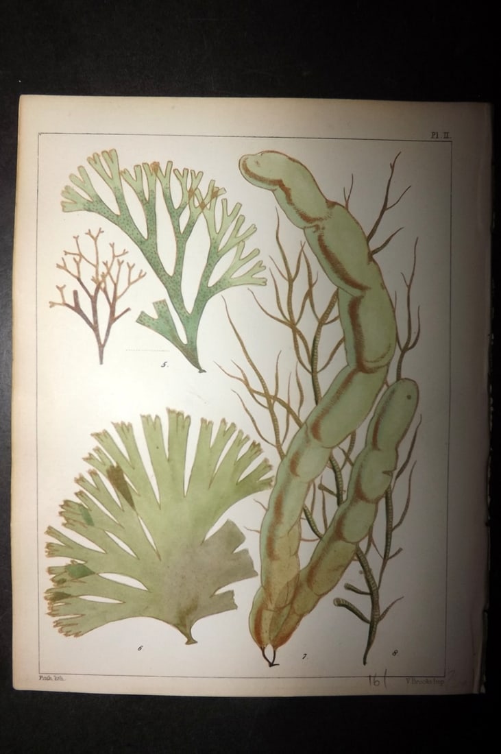 Landsborough, David 1851 Hand Col Seaweed Print. Dictyota, Cutleri, Asperococcus 02: Hand Coloured Lithograph Published 1849, London for "A Popular History of British Sea-Weeds?" by the Rev. David Landsborough. Paper Size: 6 x 5 inch (16 x 13cm) Good Condition
