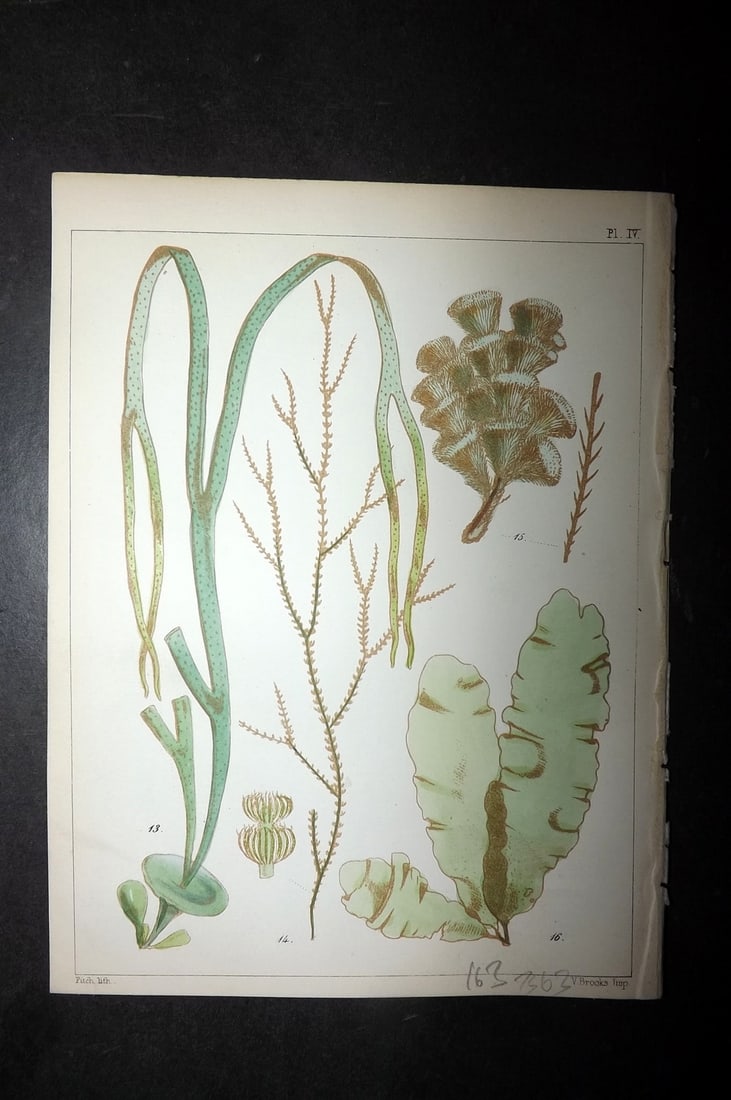Landsborough, David 1851 HCol Seaweed Print. Himanthalia, Cladostephus, Sphacelaria 04: Hand Coloured Lithograph Published 1849, London for "A Popular History of British Sea-Weeds?" by the Rev. David Landsborough. Paper Size: 6 x 5 inch (16 x 13cm) Good Condition