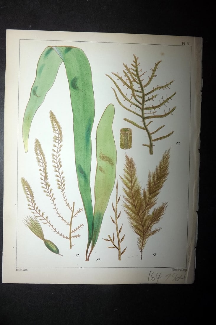 Landsborough, David 1851 Hand Col Seaweed Print Sporochnus, Asperococcus, Ectocarpus 05: Hand Coloured Lithograph Published 1849, London for "A Popular History of British Sea-Weeds?" by the Rev. David Landsborough. Paper Size: 6 x 5 inch (16 x 13cm) Good Condition